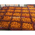 Hot Selling in Bangladesh Markt Baby Mandarin